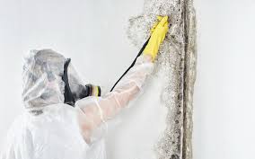 Best Commercial Mold Inspection  in Apple Valley, CA